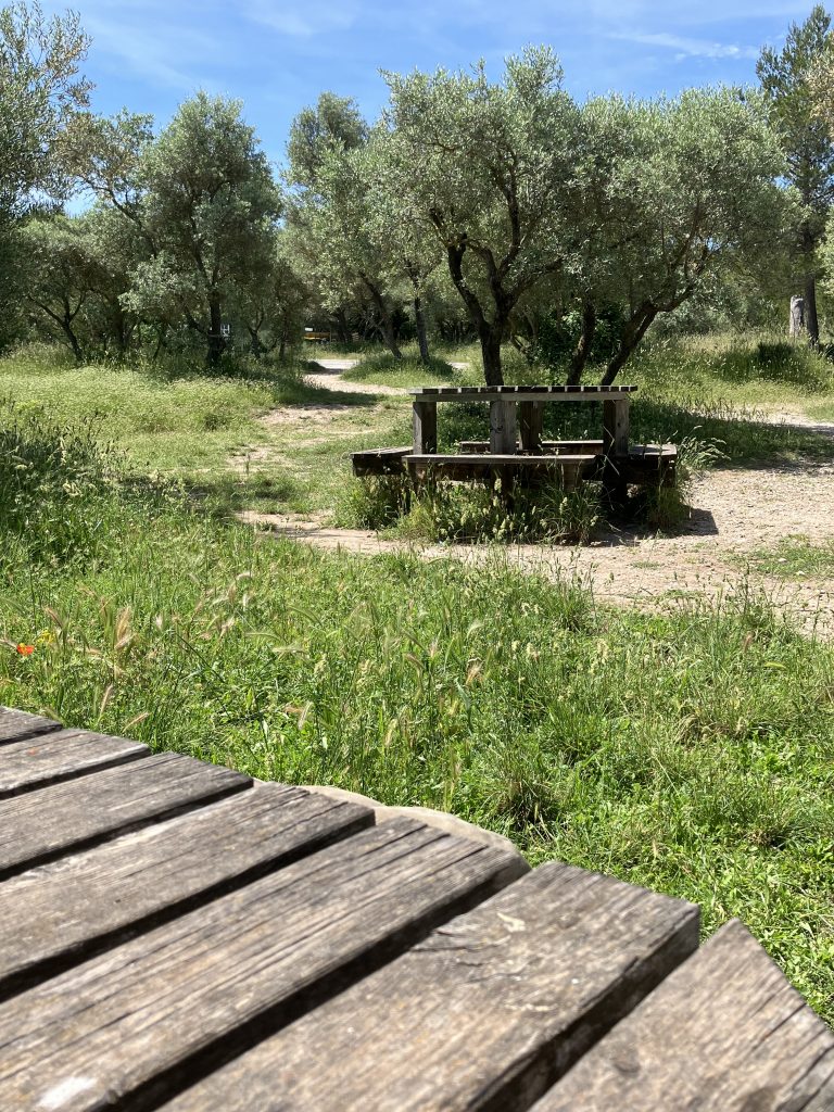 Glanums Olivenhaine